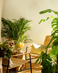Bright indoor plant corner with lush houseplants